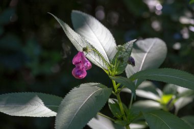 A plant of impatiens glandulifera with flower in Italy clipart