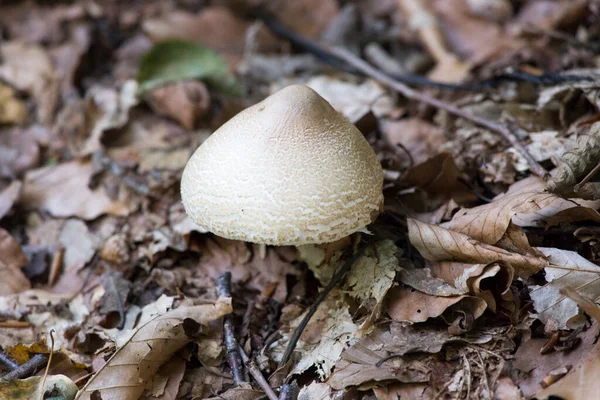 Vista Cogumelo Agaricales Norte Itália — Fotografia de Stock