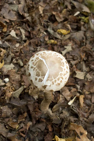 Вид Macrolepiota Procera Севере Италии — стоковое фото