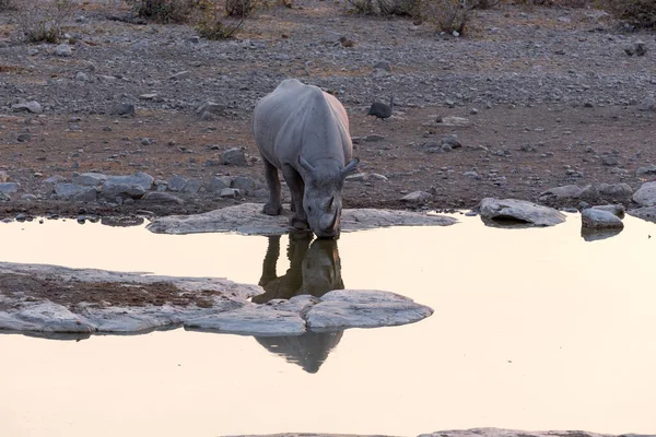 Rinoceronte Nero Waterhole Namibia — Foto Stock