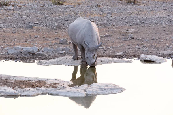 비아의 물웅덩이에 검은코뿔소 — 스톡 사진