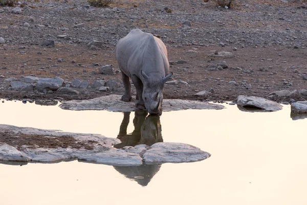 Ein Spitzmaulnashorn Wasserloch Namibia — Stockfoto