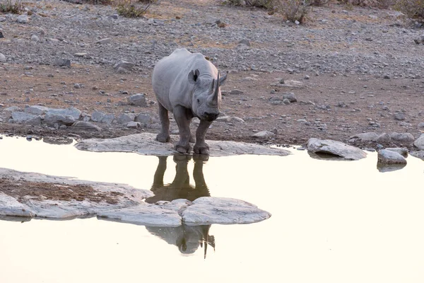 Ein Spitzmaulnashorn Wasserloch Namibia — Stockfoto