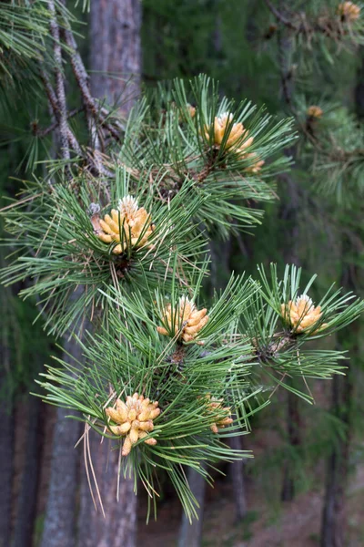 Pinus Nigra Plant North Italy — Stock Photo, Image