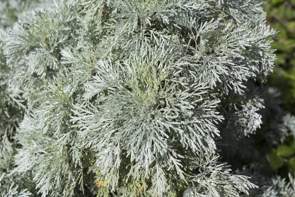 Eine Artemisia Arborescens Pflanze Sardinien Italien — Stockfoto