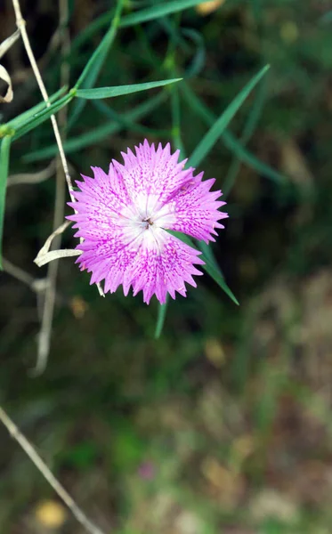 Eine Dianthus Seguieri Blüte Norditalien — Stockfoto