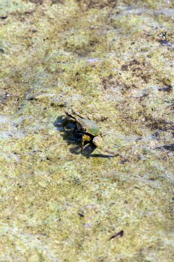 Togian adalarında yürürken gelgitte görülen yengeç