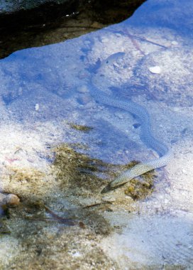 Endonezya 'da gelgitte bir moray yılanbalığı manzarası