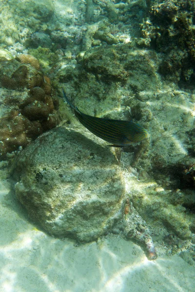 Ψάρια Acanthurus Lineatus Στη Θάλασσα Των Σεϋχελλών — Φωτογραφία Αρχείου