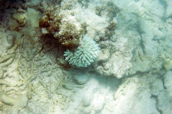 Trauriger Blick Auf Bleichende Korallen Auf Den Seychellen — Stockfoto