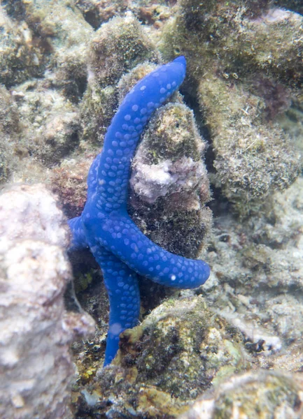 View Blue Sea Star Togian Islands — Stock Photo, Image