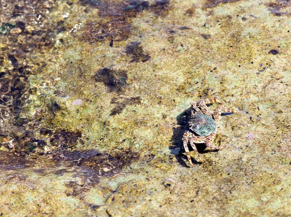 Krab Gezien Bij Vloed Tijdens Een Wandeling Togian Eilanden — Stockfoto