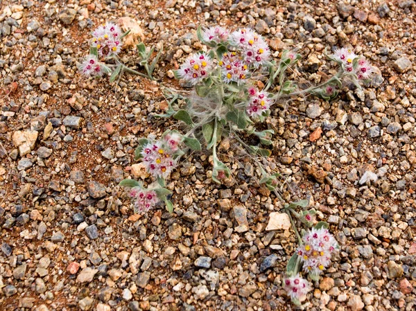 Small Plant Flowers Namibia Desert — Stock Photo, Image