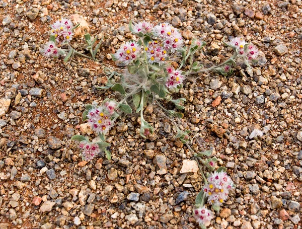 Malá Rostlina Květinami Namibii Poušti — Stock fotografie