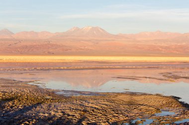 Şili 'nin kuzeyindeki Chaxa gölünün harika renkleri