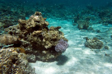 Yeni Kaledonya 'nın inanılmaz deniz yaşamının manzarası