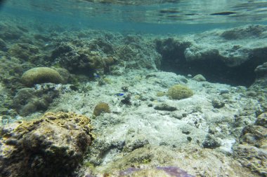 Yeni Kaledonya 'nın inanılmaz deniz yaşamının manzarası