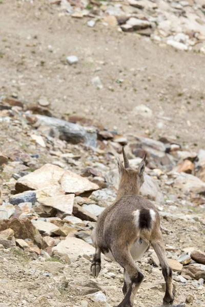 一只在意大利山上跑掉的斯丁博克 — 图库照片