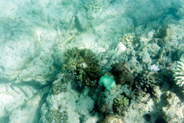 Vista Los Corales Decolorantes Mar Seychelles —  Fotos de Stock