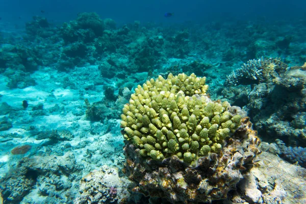 View Amazing Sea Life New Caledonia — Stock Photo, Image