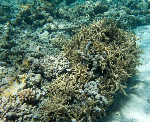 View of the amazing sea life of New Caledonia