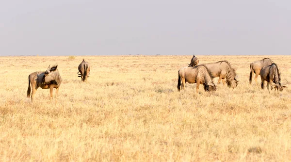 Vilda Bufflar Namibias Öken — Stockfoto