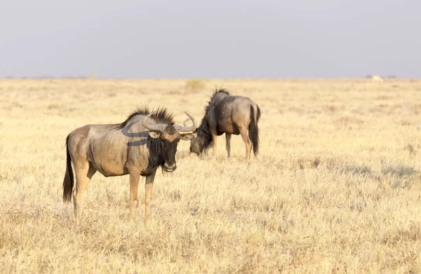 Wilde Büffel Der Wüste Namibias — Stockfoto