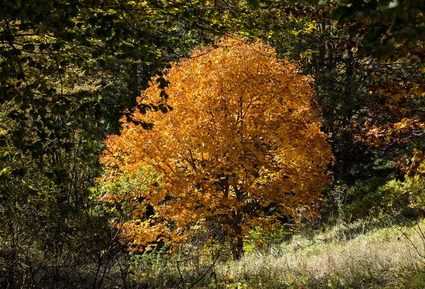 Осенняя Красочная Листва Горе Грамос Греция — стоковое фото