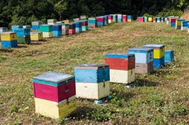 Ağaçlar Yunanistan'daki Olimpos Dağı yakınlarında bir alana renkli kuş yuvaları