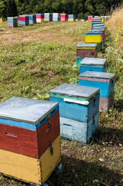 Ağaçlar Yunanistan'daki Olimpos Dağı yakınlarında bir alana renkli kuş yuvaları