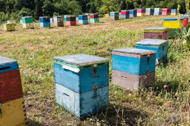 Ağaçlar Yunanistan'daki Olimpos Dağı yakınlarında bir alana renkli kuş yuvaları