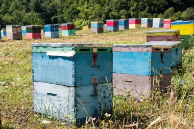 Ağaçlar Yunanistan'daki Olimpos Dağı yakınlarında bir alana renkli kuş yuvaları
