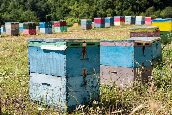 Ağaçlar Yunanistan'daki Olimpos Dağı yakınlarında bir alana renkli kuş yuvaları