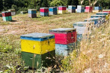 Ağaçlar Yunanistan'daki Olimpos Dağı yakınlarında bir alana renkli kuş yuvaları