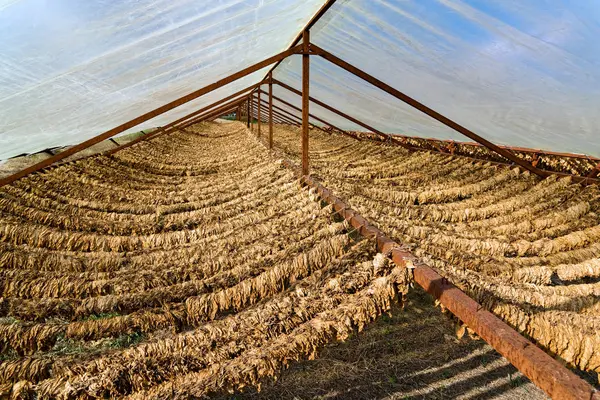 Luftgeheilte Tabakblätter Trocknen Auf Einem Feld Griechenland — Stockfoto