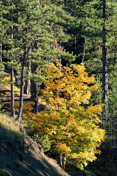 Herbst Buntes Laub Auf Mount Gramos Griechenland — Stockfoto