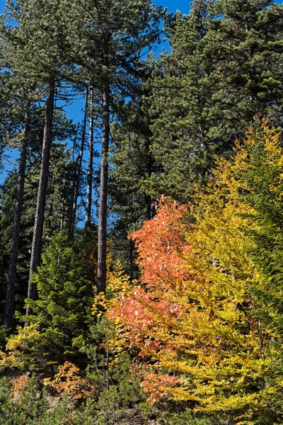 Herbst Buntes Laub Auf Mount Gramos Griechenland — Stockfoto