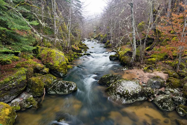 Rochers Couverts Mousse Dans Rivière Devinska Bulgarie Pendant Hiver — Photo