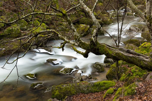 Moss Covered Tree Rocks Stream Devinska River Bulgaria Winter — Stock Photo, Image