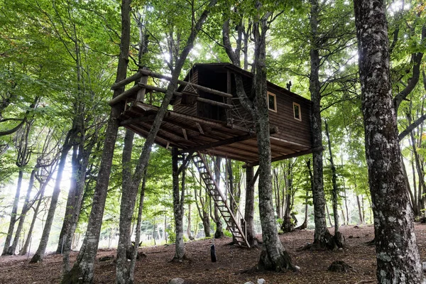 Ağaç evde Verdikoussia orman Thessaly, Yunanistan