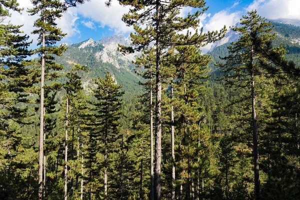 Yunanistan'daki Olimpos Dağı üzerinde siyah çam ormanı ile manzara