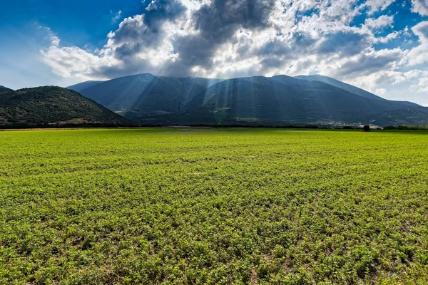 Campo Verde Tessaglia Grecia Nella Zona Del Monte Olimpo Montagna — Foto Stock