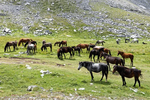 Wildpferde Auf Dem Olympischen Berg Dem Höchsten Berg Griechenlands Und — Stockfoto