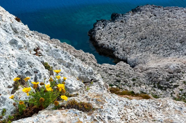 Wild flowers on cliffs — Stock Photo, Image