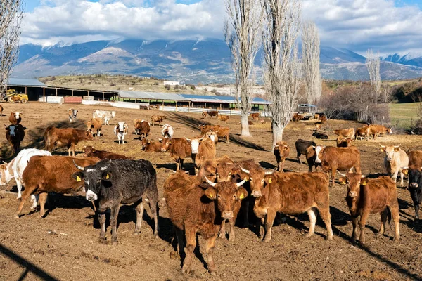 Fazenda Com Vacas Área Monte Olimpo Tessália Grécia — Fotografia de Stock