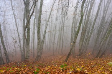 Yunanistan 'ın kuzeybatısındaki Gramoz Dağı' nda sonbahar renklerinde yapraklarla kaplı sisli bir manzara