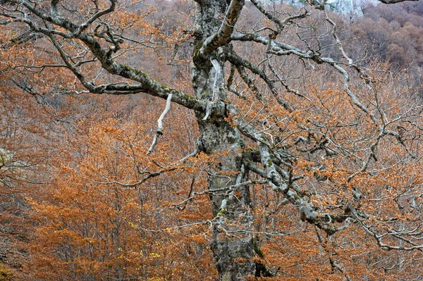Herbstfarbenes Laub Auf Dem Berg Grammos Nordwesten Griechenlands — Stockfoto