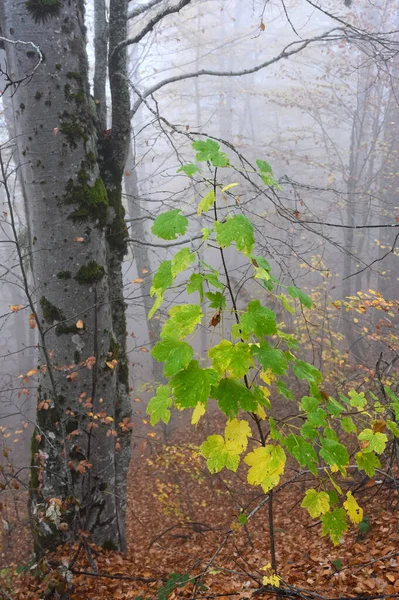 Туманный Пейзаж Осенней Красочной Листвы Горе Граммос Северо Западной Греции — стоковое фото