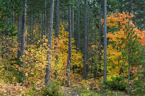 Herbstfarbenes Laub Auf Dem Berg Grammos Nordwesten Griechenlands — Stockfoto