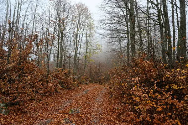 Paisaje Brumoso Con Follaje Colorido Otoño Monte Grammos Noroeste Grecia — Foto de Stock